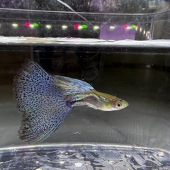 「所沢熱帯魚」 若魚 ゴールデンフルレッド丹頂 ２ペア 全商品 - 所沢熱帯魚