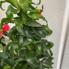 【観葉植物専門】ドラセナ トルネードの画像