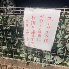 ユーカリの枝の画像