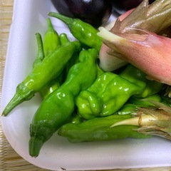 家庭菜園　ナス、ピーマン、ミョウガ、シシトウ全部で100円の画像
