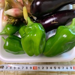 家庭菜園　ナス、ピーマン、ミョウガ、シシトウ全部で100円の画像