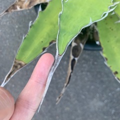アガベ　キシロナカンサの画像