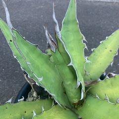 アガベ　キシロナカンサの画像