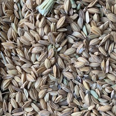 鳥の餌！籾▲籾殻！藁！玄米！鳥のエサに！の画像