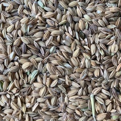 鳥の餌！籾▲籾殻！藁！玄米！鳥のエサに！の画像
