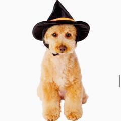ハロウィン　ペット　犬用品 犬用 変身　帽子　 かぶりもの 魔法使い Mの画像
