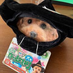 ハロウィン　ペット　犬用品 犬用 変身　帽子　 かぶりもの 魔法使い Mの画像