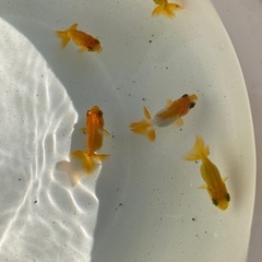 国産　らんちゅう　稚魚　1匹300円の画像