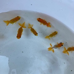 国産　らんちゅう　稚魚　1匹300円の画像