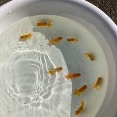 国産　らんちゅう　稚魚　1匹300円の画像