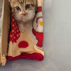 推定2カ月の男の子
