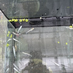 メダカ(エメキン)の画像