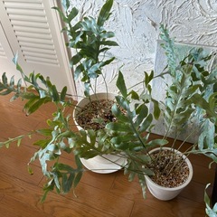 おしゃれな観葉植物　フレボディウム（オーレウム）ブルー スターの画像