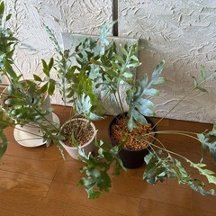 おしゃれな観葉植物　フレボディウム（オーレウム）ブルー スターの画像