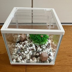 鑑賞魚ガラス水槽&フィルター&エアポンプ&ヒートマットの画像