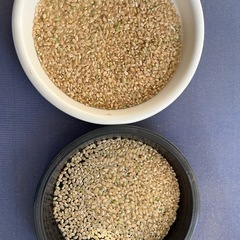 新米　玄米10kg6,100円　ハッピーヒルの画像