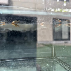 予約様用(竜章鳳姿)の画像