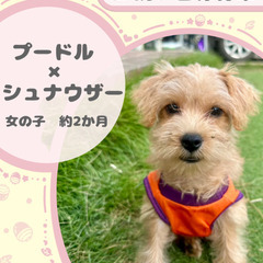 シュナプー(シュナウザー×トイプードル)の女の子