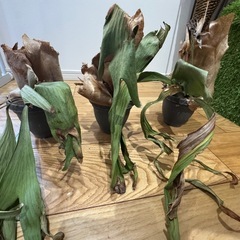 ビカクシダ観葉植物　三鉢の画像