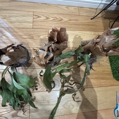 ビカクシダ観葉植物　三鉢の画像