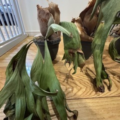 ビカクシダ観葉植物　三鉢の画像