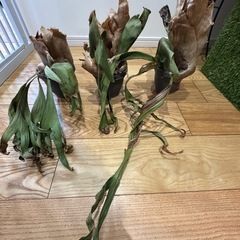 ビカクシダ観葉植物　三鉢の画像