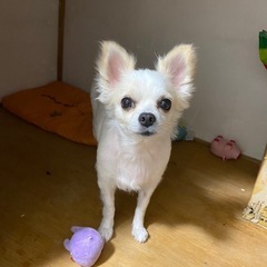 推定5歳のチワワ