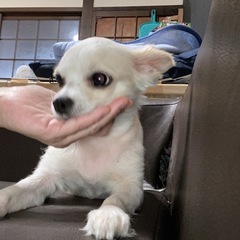 推定5歳のチワワ - 枚方市