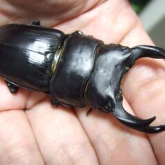 香川県産オオクワガタ F3 ♂70ミリ ♀45.3ミリ ペアの画像