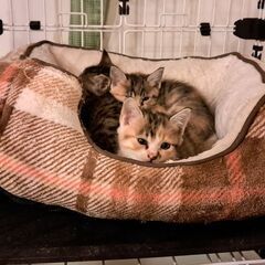 仔猫６匹　お母さん猫　里親募集