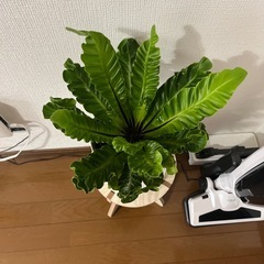 急ぎ‼️②観葉植物アスプレニューム🪴の画像