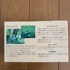 イタドリの画像