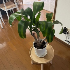 急ぎ‼️③観葉植物マッサン🪴の画像