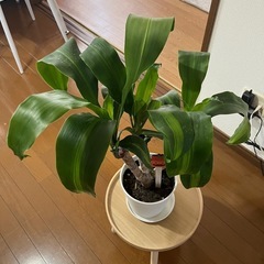 急ぎ‼️③観葉植物マッサン🪴の画像