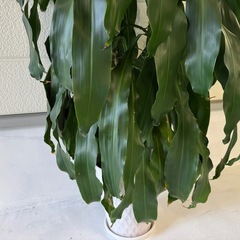 観葉植物　①の画像