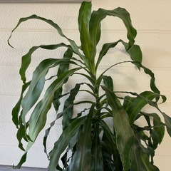 観葉植物　①の画像
