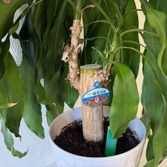 観葉植物　①の画像