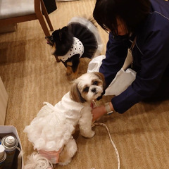 結婚式会場にてのシッターさんの募集の画像