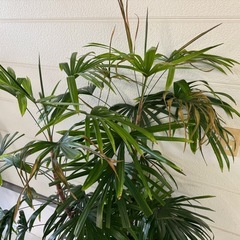 観葉植物　②の画像