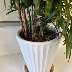 観葉植物　②の画像