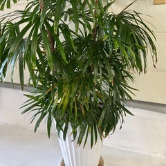 観葉植物　②の画像