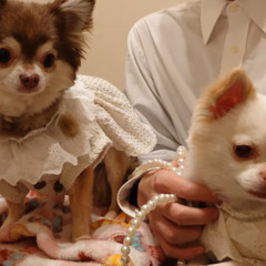 結婚式会場にてのシッターさんの募集の画像