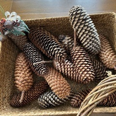 松ぼっくりの画像