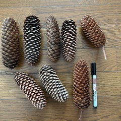 松ぼっくりの画像