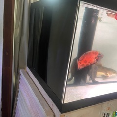 水槽の画像