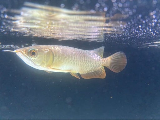古代魚