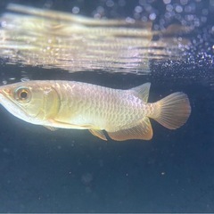 古代魚の画像