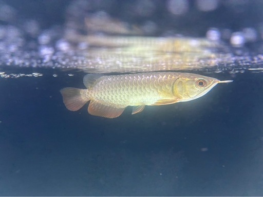 古代魚