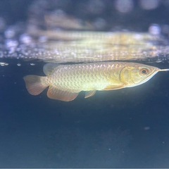 古代魚の画像