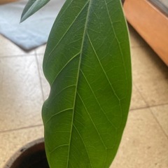 ゴムの木　60cmくらいの画像